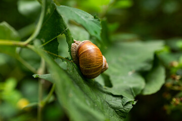 Close up of a Roman snail (Helix pomatia, other common names are Burgundy snail, edible snail, or escargot) on a green leaf, Weserbergland, Germany