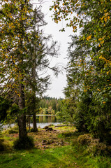 Obraz premium étang de la gruère, la gruère, See, Moorsee, Moor, Weiher, Hochmoor, Wanderweg, Spazierweg, Wald, Waldweg, Wasserpflanzen, Torfmoos, Jura, Naturschutz, Sommer, Herbst, Herbstfarben, Schweiz