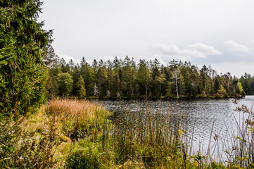étang de la gruère, la gruère, See, Moorsee, Moor, Weiher, Hochmoor, Wanderweg, Spazierweg, Wald, Waldweg, Wasserpflanzen, Torfmoos, Jura, Naturschutz, Sommer, Herbst, Herbstfarben, Schweiz
