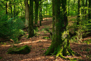Beautiful forest scene with old, moss-covered beech trees, near Externsteine, Teutoburg Forest, Germany