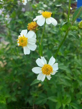 Flores blancas y amarillas en el patio
