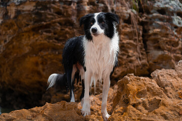 border collie dog on the rock beach