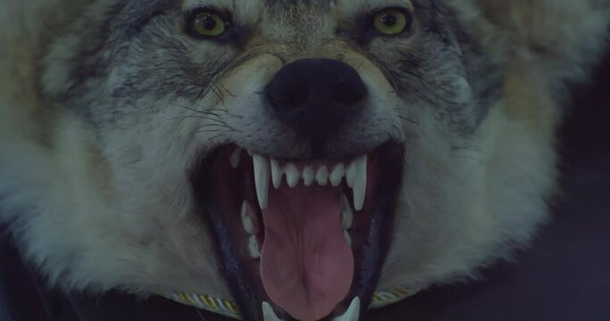 A stuffed dire wolf with a bared mouth and fangs.Close-up.