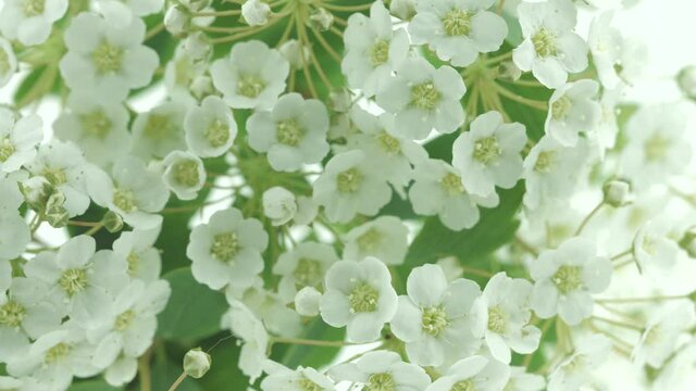 Spring Spirea flowers opening. Beautiful Spring Spirea tree blossom open timelapse, extreme close up. Time lapse of Easter fresh white tiny flower blossoming closeup. Blooming backdrop on white 4K