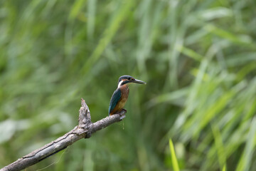 Common Kingfisher Alcedo atthis hunting by the river, beautiful colorful bird sitting on the branch and hunting fish, catching fish