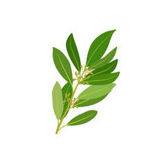 A sprig of fresh bay leaves