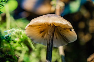 mushroom in wild forest