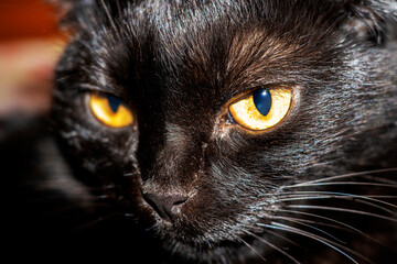 Black cat with yellow eyes. Pet.