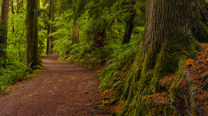 Easy walking forest trail lined with ferns and mossy trees on Burnaby Mountain near Simon Fraser University, BC, Canada.