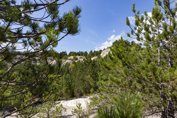 pine tree in the mountains