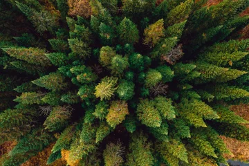 Fotobehang Aerial top view of autumn yellow forest and green trees in rural, Drone photo © Parilov