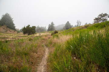 Misty Morning Path Plains Grass Landscape