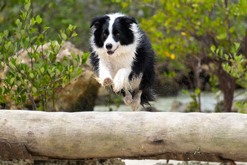 border collie jumping 