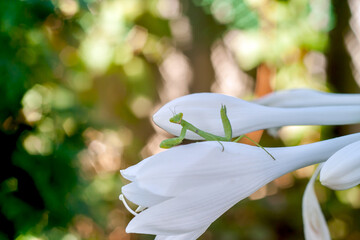 Green mantis on lily flower