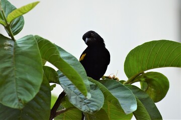 Variable Oriole  - Encontro