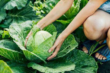 A woman collects cabbage in the field. A female farmer working on her organic farm. Harvesting in the autumn season