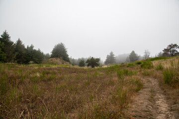 Misty Morning Plains Grass Landscape