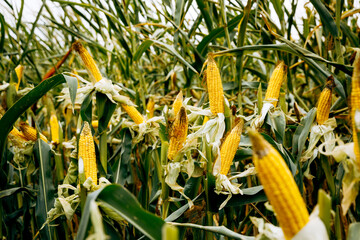 Fresh corn on a stalk in the field.