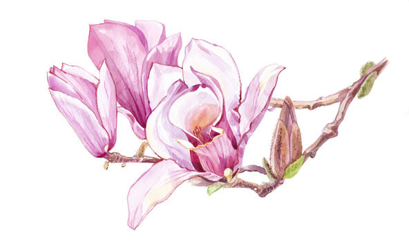 Pink delicate magnolia flowers on branch watercolor illustration.Hand-drawn illustration in pink tones, isolated on  white background.A picture for  postcard, poster,print.
