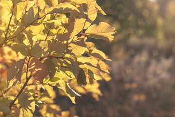 Autumn yellow leaves of a tree in an autumn park. Fall background with leaves. Beautiful autumn landscape. Place for your text.