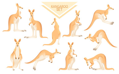 Set of cute adult kangaroo australian animal cartoon animal design vector illustration on white background