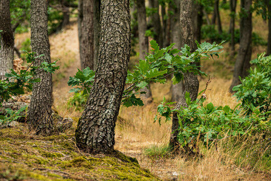 Gnarled oak trees in a forest on the top of the Kapitelsberg Mountain, near Darlingerode, Wernigerode, Harz, Germany