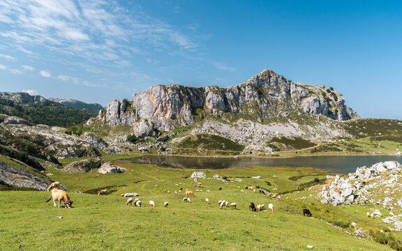 The Ercina lake, one of the group known as Lakes of Covadonga, in the Picos de Europa National Park (northern Spain)