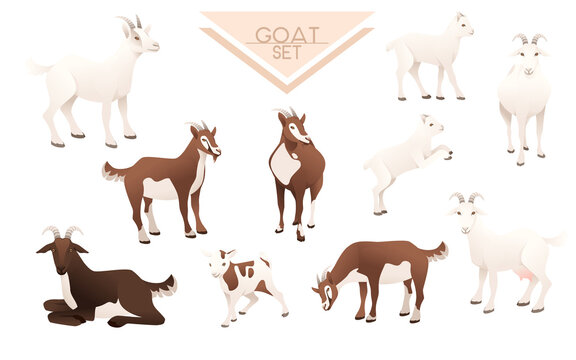 Set of cute goatling white goat farm animal cartoon animal design vector illustration isolated on white background