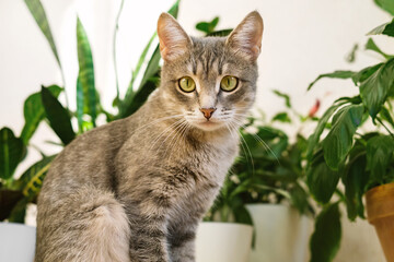 Fototapeta premium A adult gray cat sits on the floor in an apartment against a background of green indoor flowers.