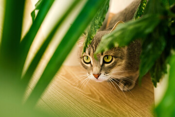 Close-up portrait of gray domestic cat through green leaves of domestic plants.