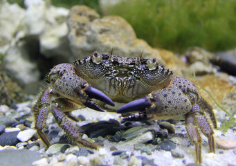 The stone crab looks into the camera. A species of crab from the family Eriophyidae. Eriphia verrucosa. Close-up photos, selective focus.