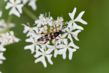 Longhorn Beetle Strangalia attenuata on white blossom