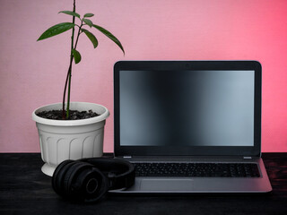 Laptop, headphones, indoor plant at workplace. Distance work concept in quarantine. Modern freelance. Distance communication. Work in the evening.