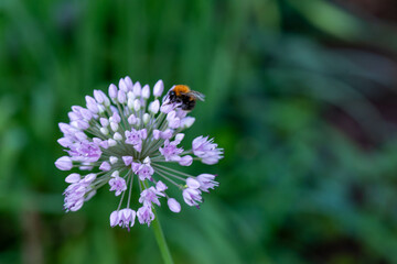 An evil wasp is sitting on a decorative bow. High quality photo