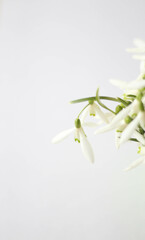 Snowdrop, spring white flower. Bouquet of fresh snowdrops flowers on the white background. Vertical. White background with place for text and title
