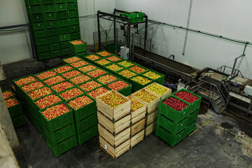 Storage of apples of different varieties and colors. Top view of pallets full of fresh apples for...