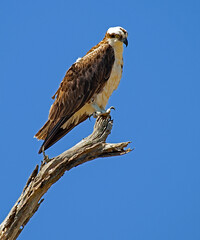 Osprey, Fish Eagle