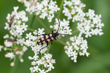 Longhorn Beetle Leptura quadrifasciata on blossom