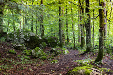 Forest in summer day with rays of light and green mossy stones