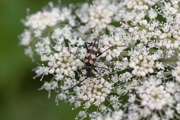 Longhorn Beetle Leptura quadrifasciata on blossom