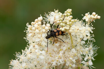 Longhorn Beetle Leptura quadrifasciata on blossom