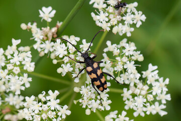 Longhorn Beetle Leptura quadrifasciata on blossom