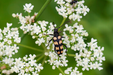 Longhorn Beetle Leptura quadrifasciata on blossom