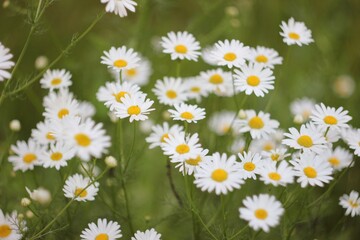 Fototapeta premium chamomile glade in Russia