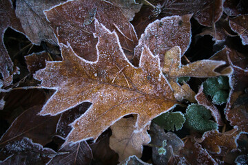Iced foliage leaf on the ground