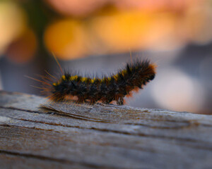 Caterpillar crawls along