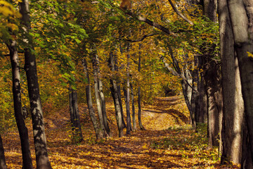 Path in the autumn forest