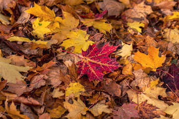 Fototapeta premium Autumn leaves on the ground in the forest