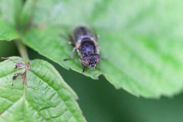 Syrphid Fly Eristalinus aeneus sitting on green leave