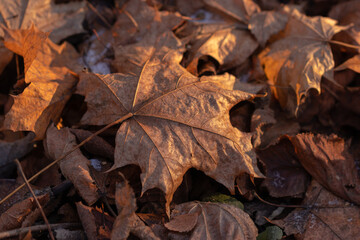 Dry leaves on the ground in the forest
